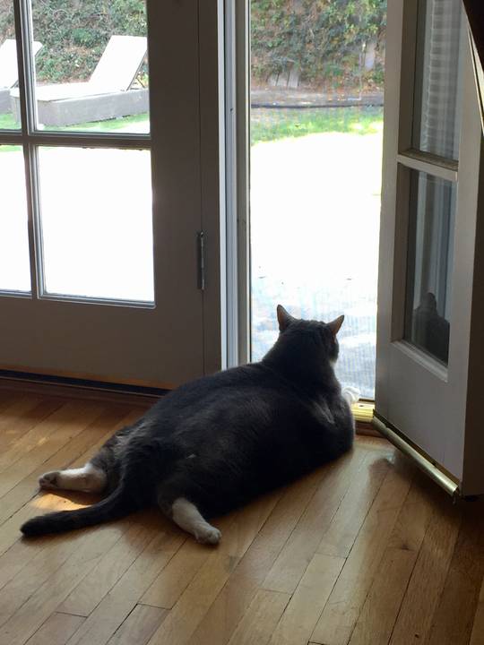 TGIFRANK