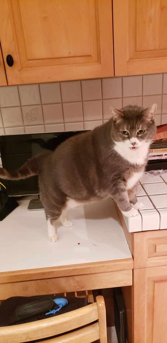 TGIFRANK