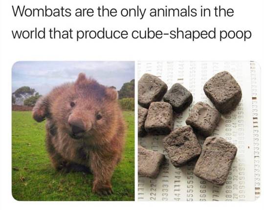 Thanks i hate cube shaped shit