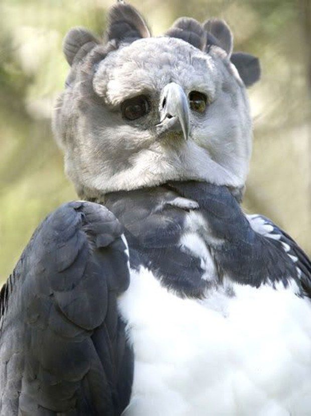 THAT LOOK OF PRIDE WHEN YOUR EAGLETS TAKE THE HILLSIDE CAAAAAAWWWWWWWW!