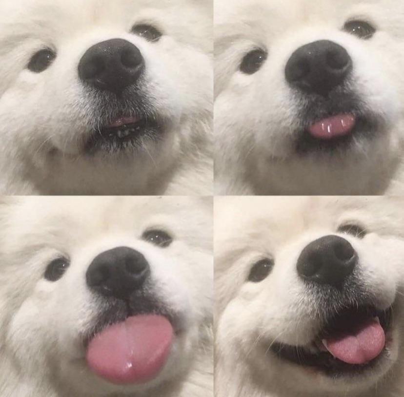 The anatomy of a blep in 4 amazing photographs