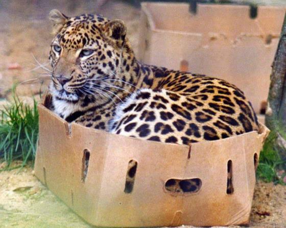 if i fits i sits