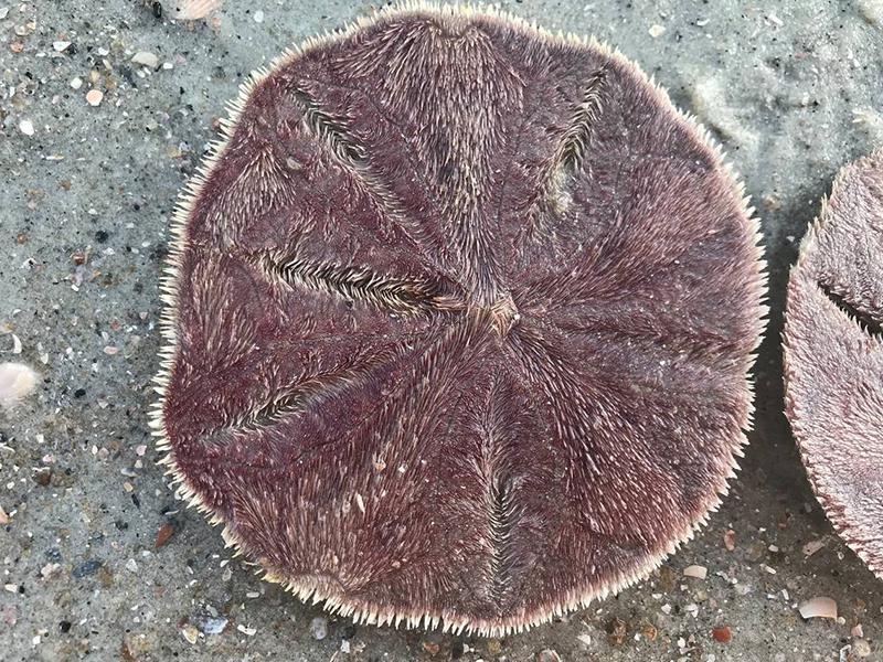 the bottom of an alive sand dollar!