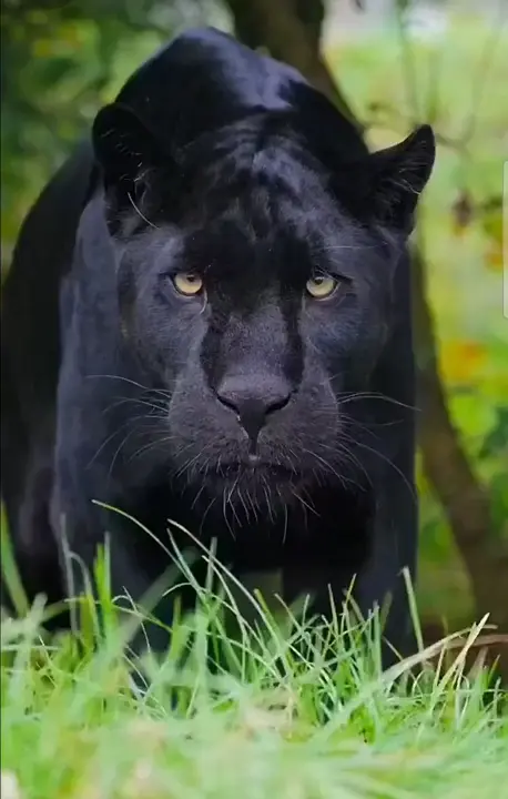 The camera man just sat there while being hunted. Only when it seems to late did he break away.