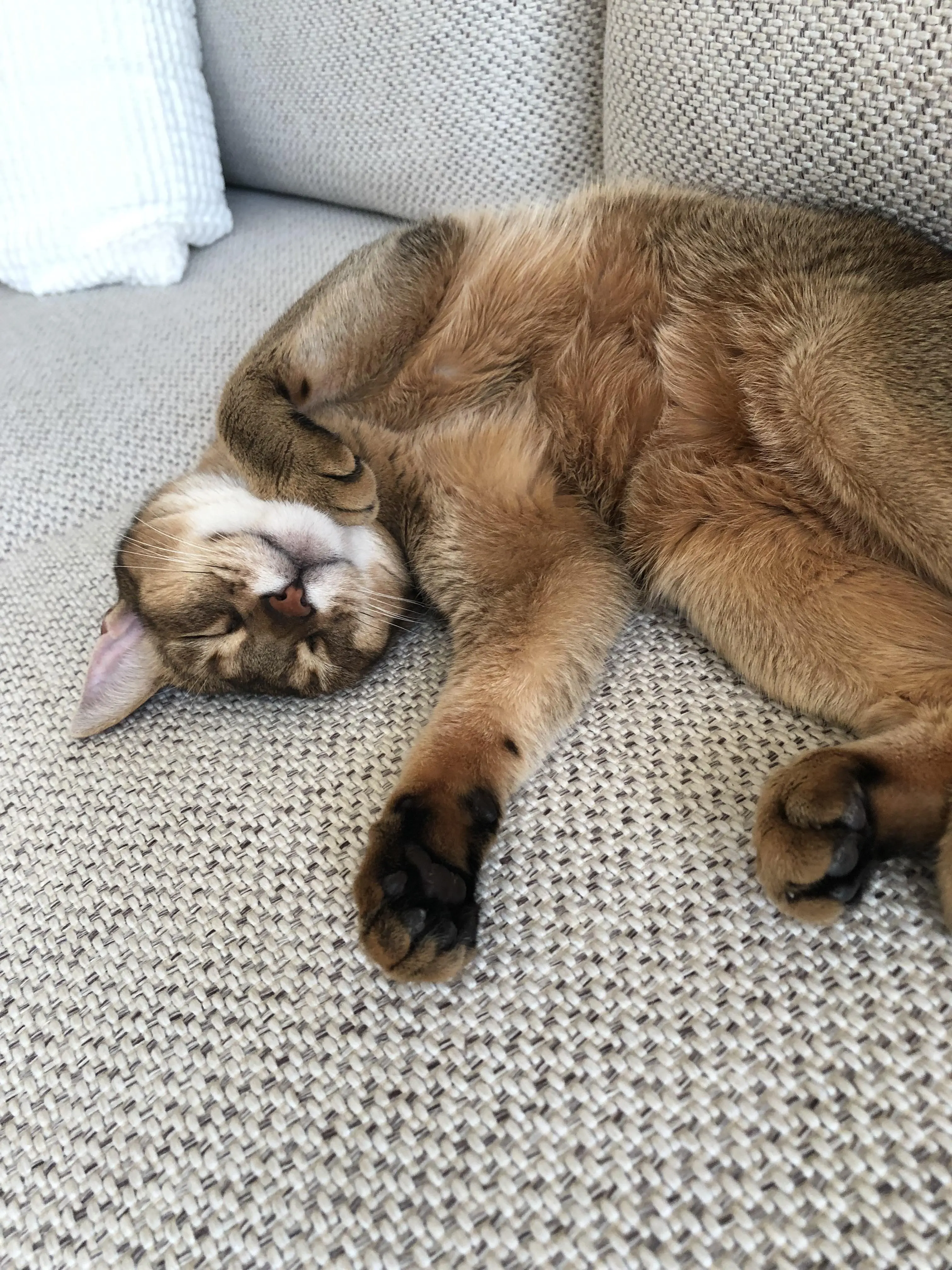 The cute smile on my mom's cat