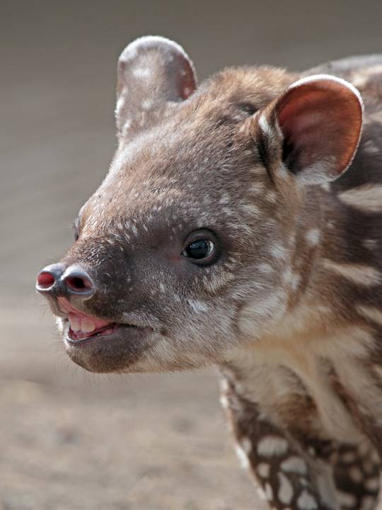 The cutest baby teeth