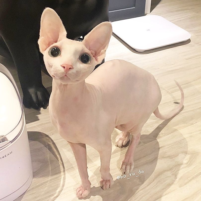 The cutest chicken breast