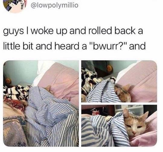 The cutest cuddle bean