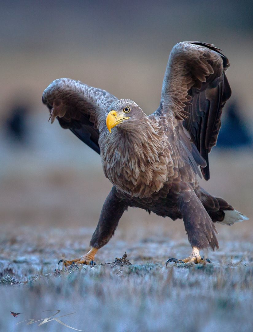 🔥 The eagle has landed