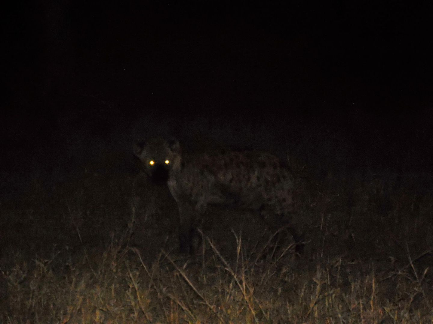 The eyes of a Hyena at night are pretty metal.