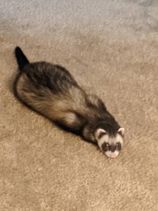 The face you make when your human discovers fossilized poop under the bed