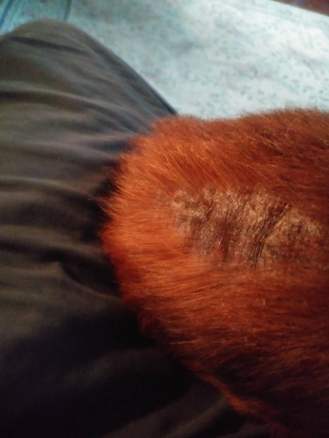 The fleas on this dog.