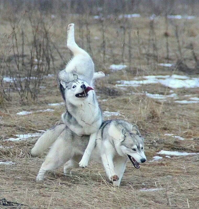 The Husky, epitome of power, beauty and grace.