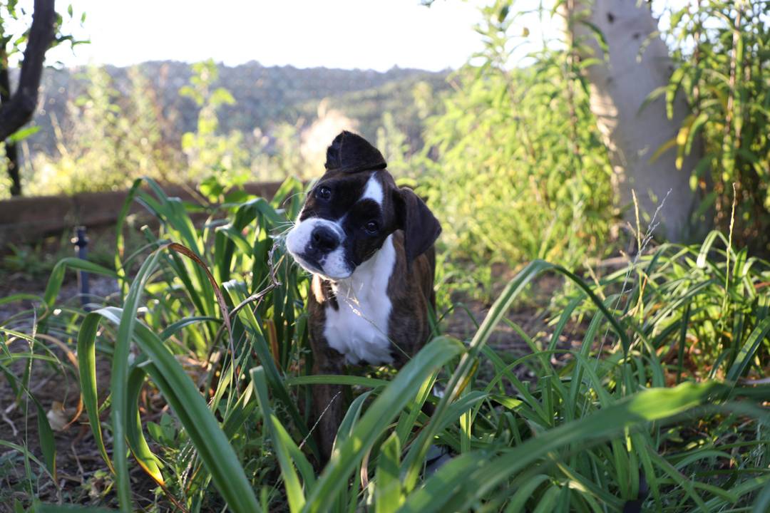 The infamous boxer head tilt caught on camera! Meet Bandit!