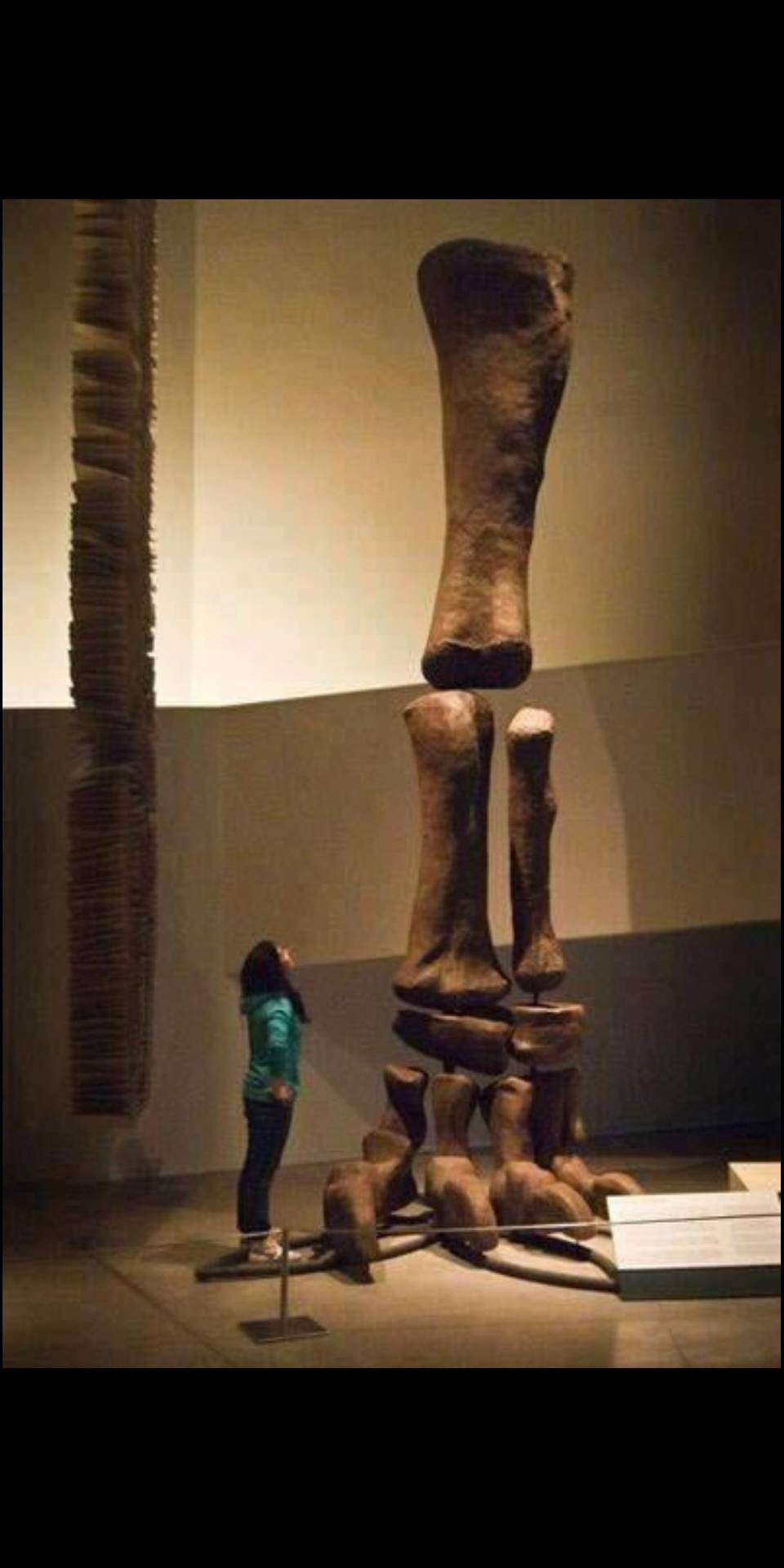 The leg of an argentinosaurus