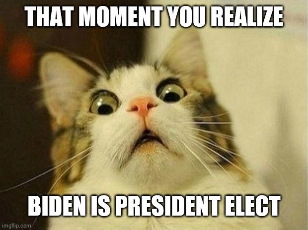 The Litter Box Will Never Be The Same...