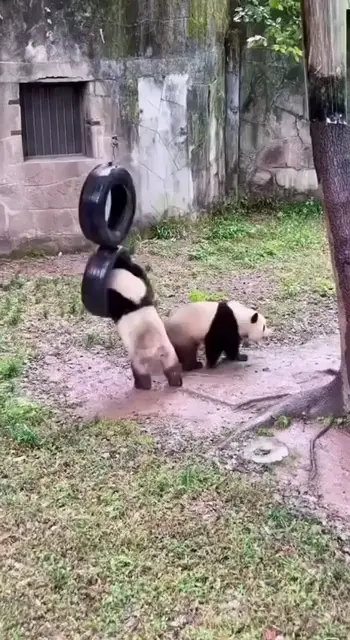 The most clumsy creatures.