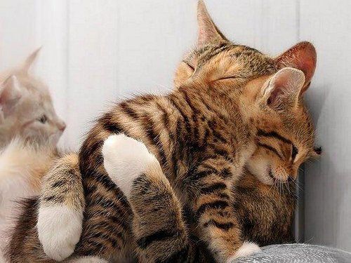 The mother's lap is the safest place for the baby.