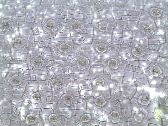 The mouths through which plants "breathe" - monocot stomata [20x] [OC] [2048x1536]