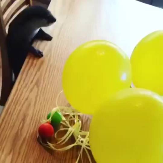 The Otter and Baloons
