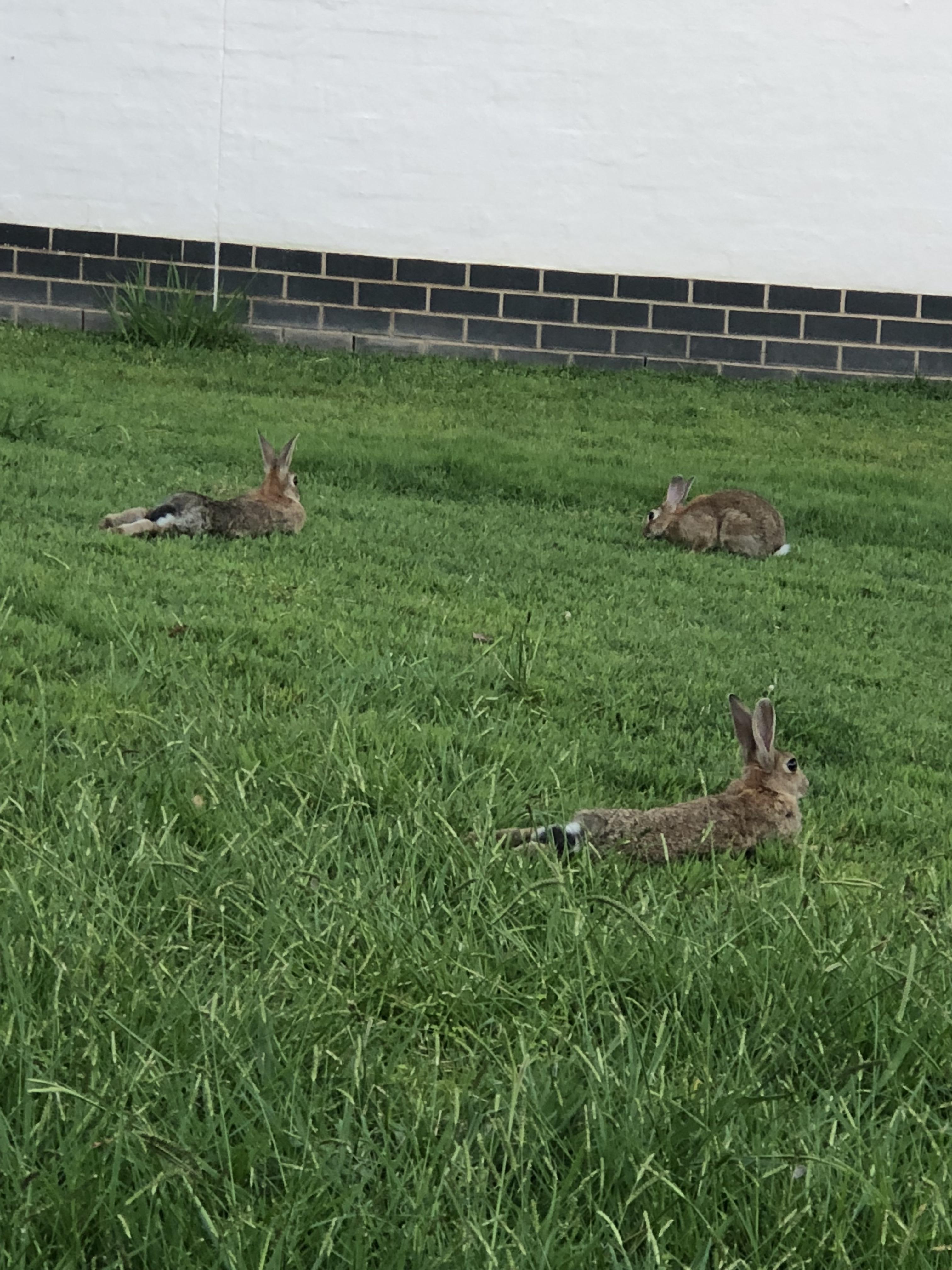 The rabbits at my University Campus are so well loved and protected ...