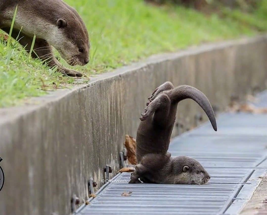 The rare scorpion otter