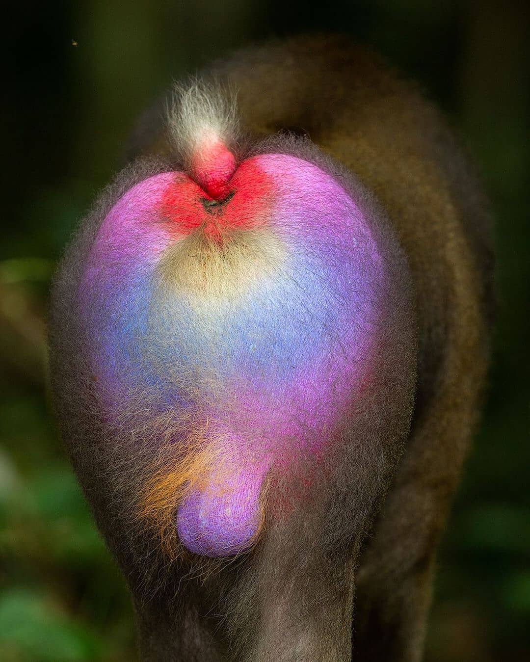 The rear end of a Mandrill Alpha male. | Scrolller