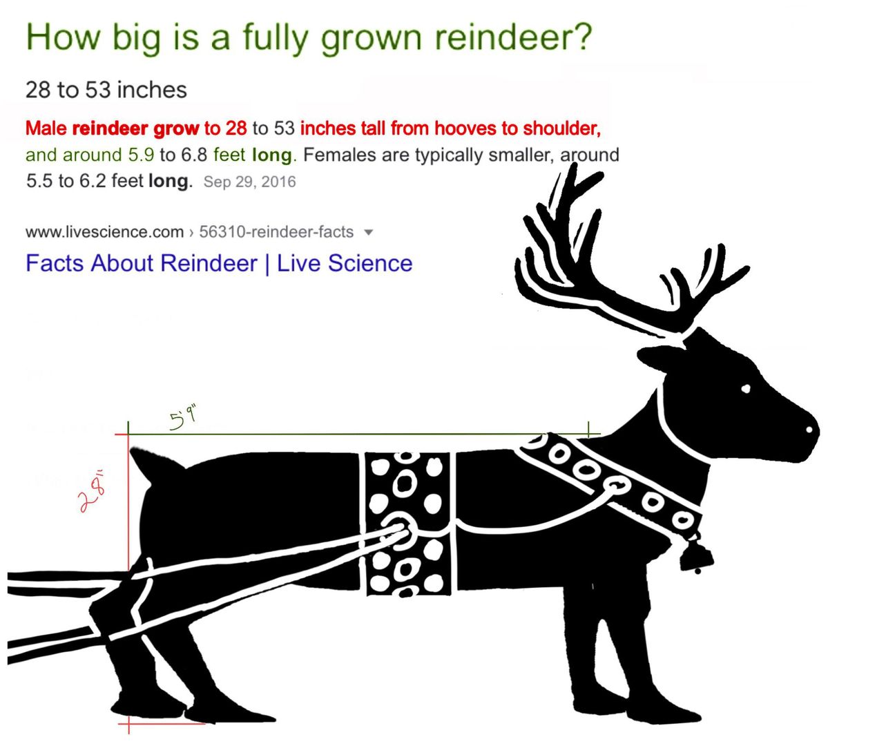 The size of an average Weindeer