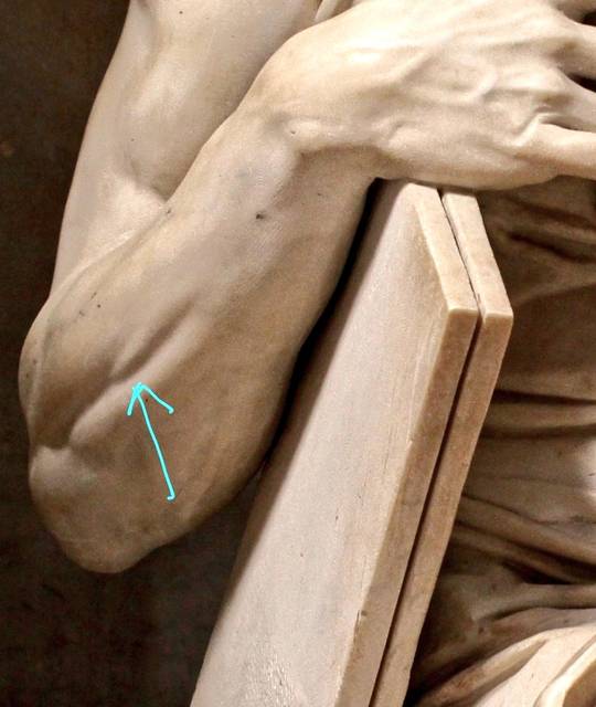Michelangelo showing some love to the Extensor Digiti Minimi