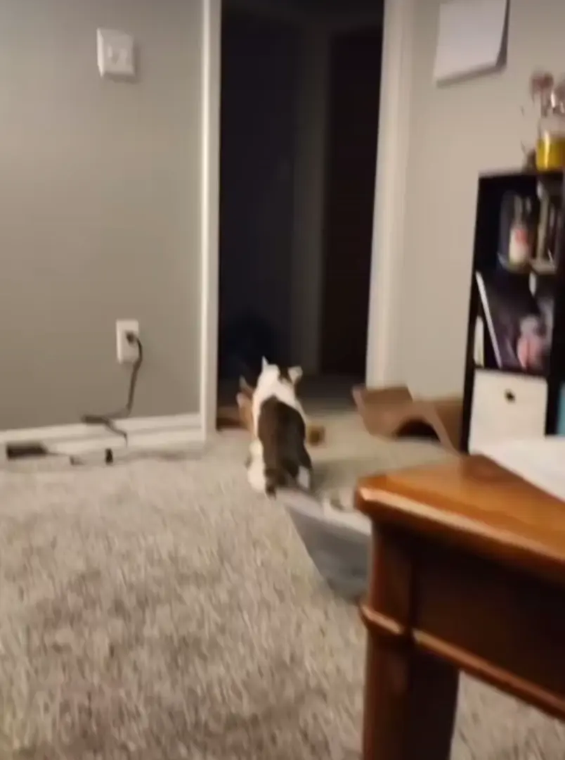 The Tea Bag Assassin