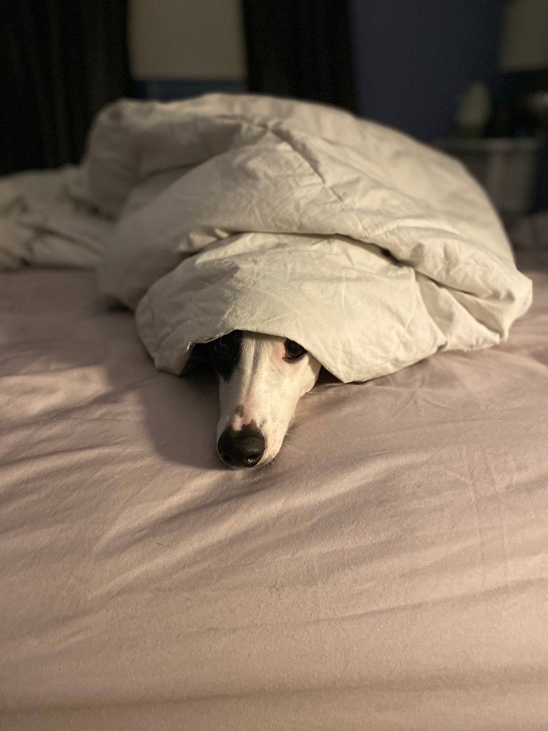 The temperature dropped below 50