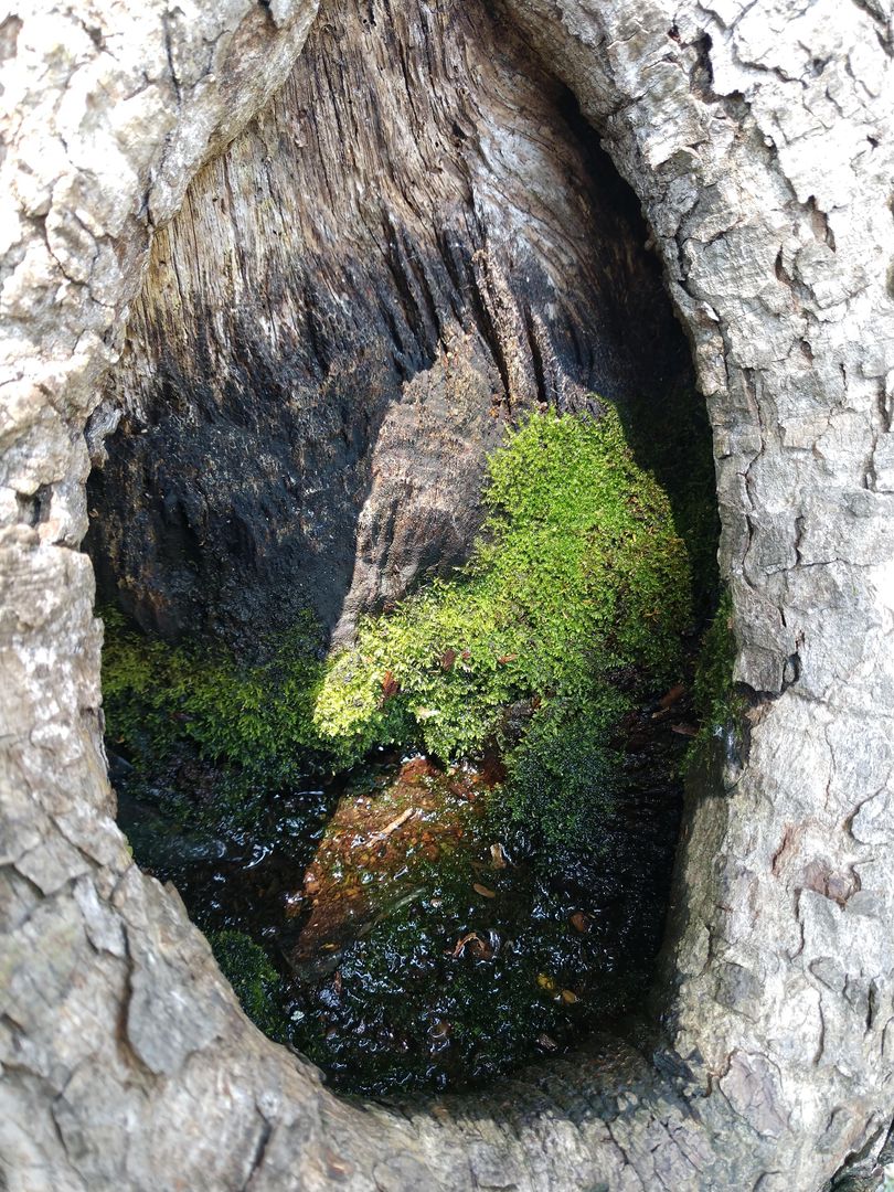 The things you can find inside a tree