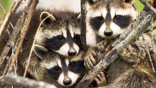 The three amigos