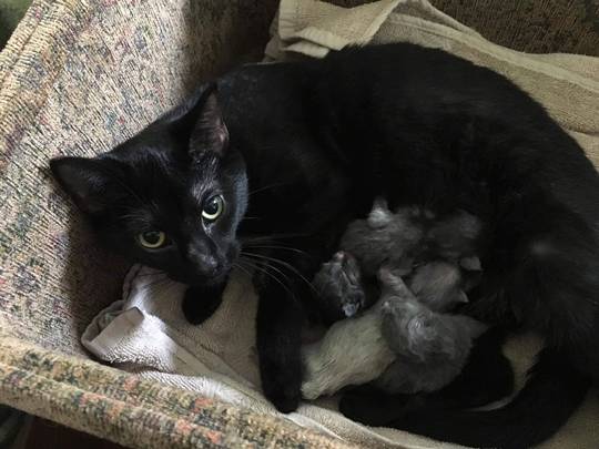 The ultimate cuddle puddle