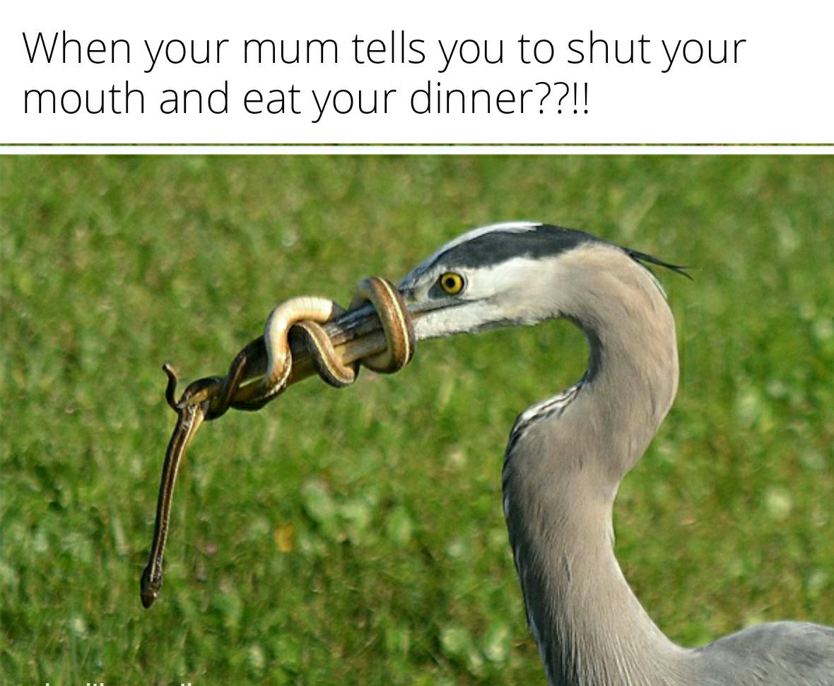 The ultimate parentism 