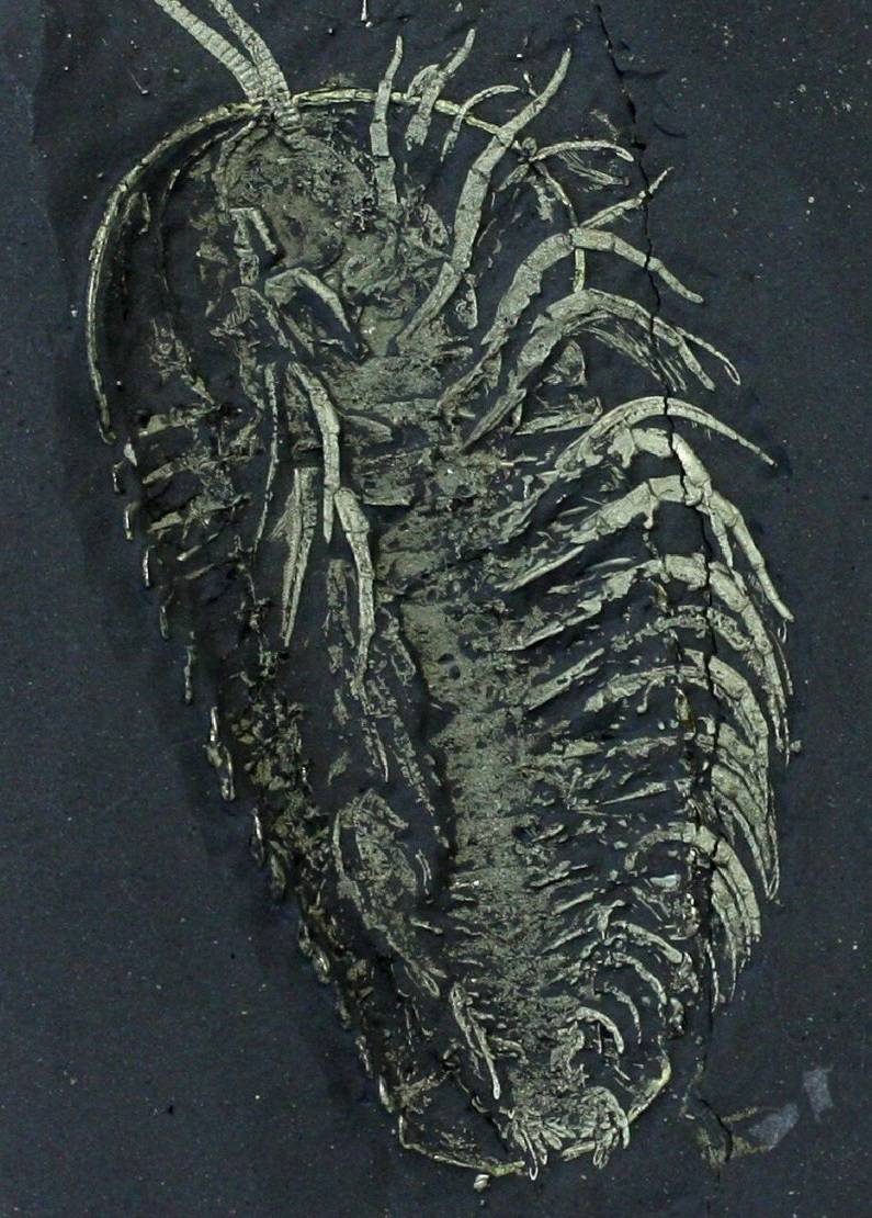 The underside of a trilobite [795x1110]