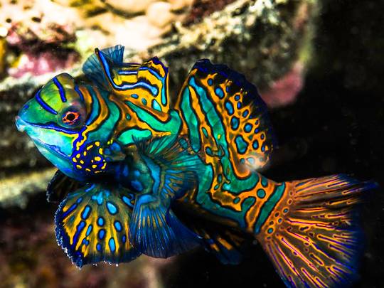 The vibrant colors of the Mandarin Dragonet.
