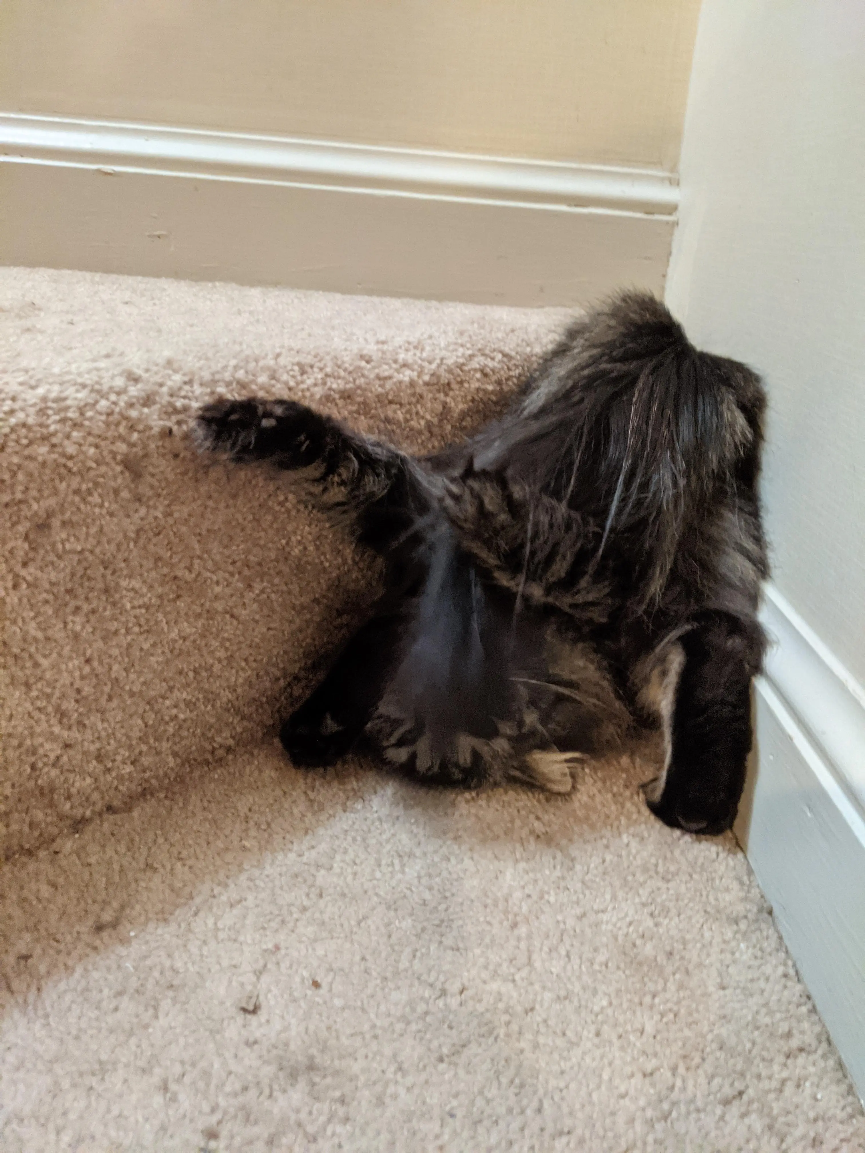 Defective Cat There is a cat in this picture I promise. A defective cat. | Scrolller