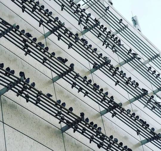 These birds look like musical notes