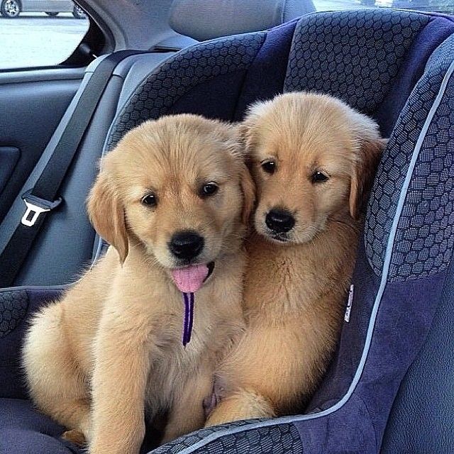 They are inseparable!