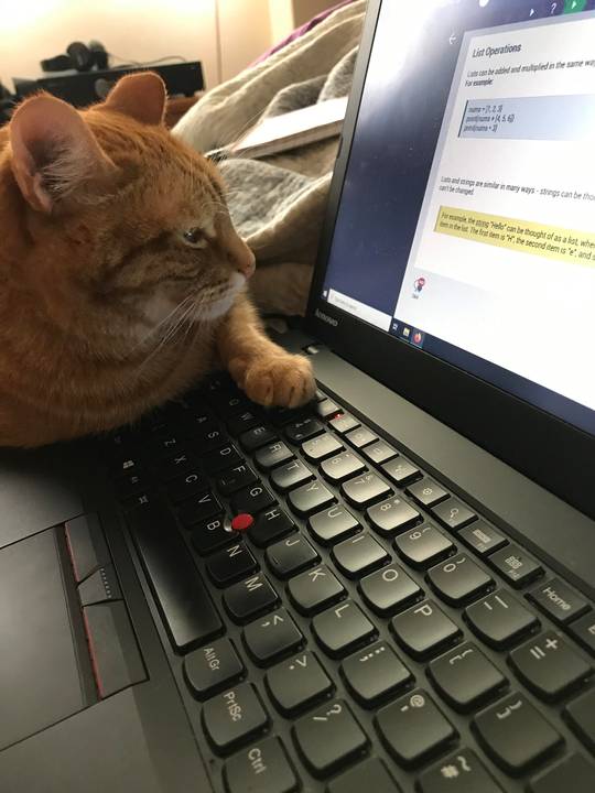 Think cat version 4.1