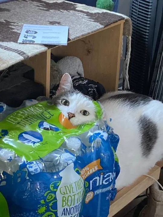 A cute white and grey cat resting its head on a plastic-wrapped pack of bottled water on a wooden shelf.