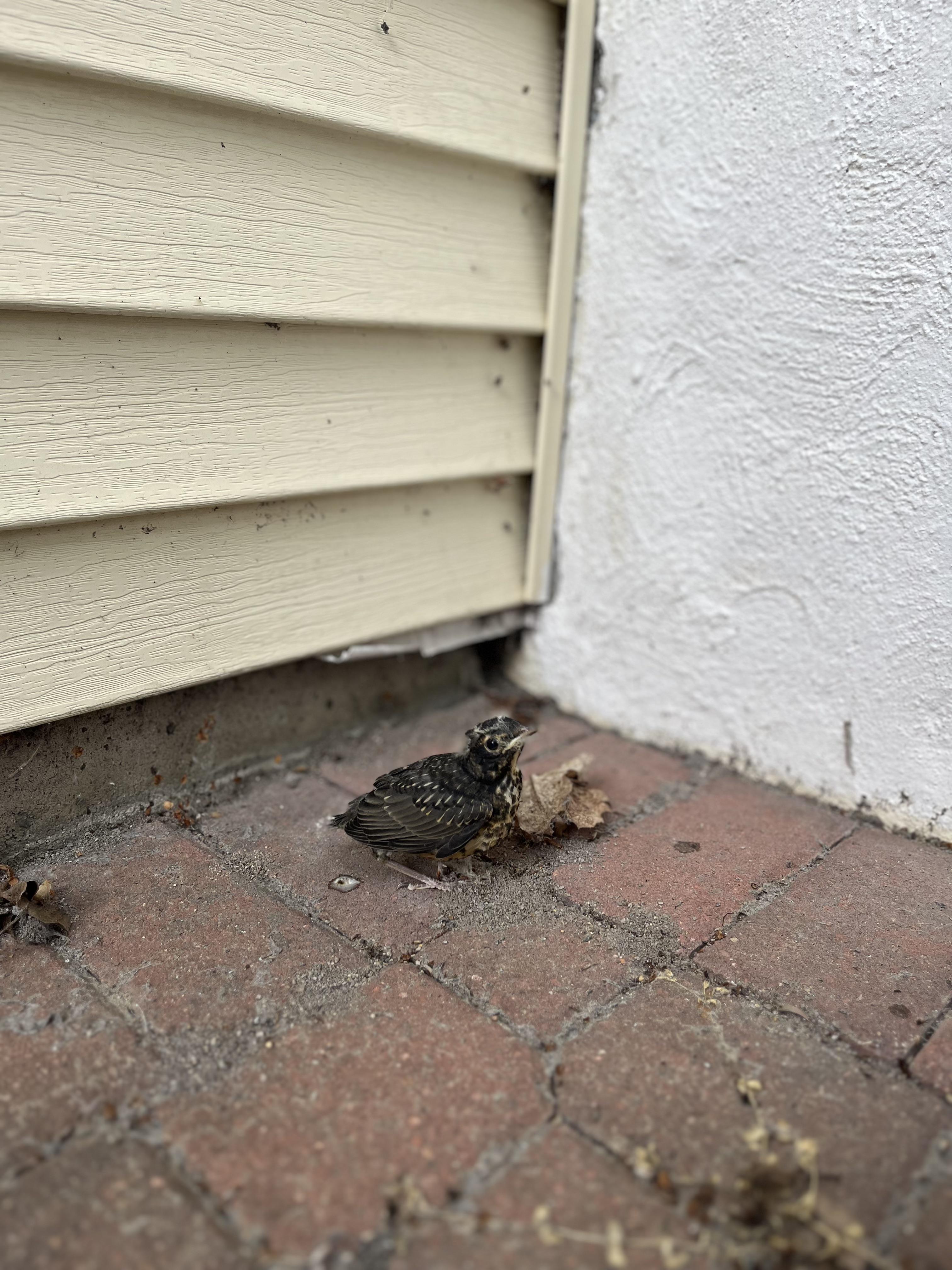 This baby robin in my yard