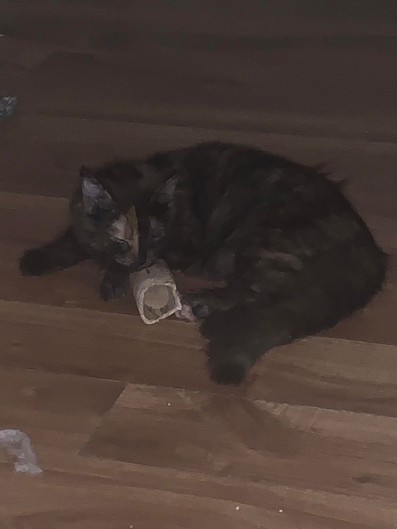 “This bone is for cats, right?”