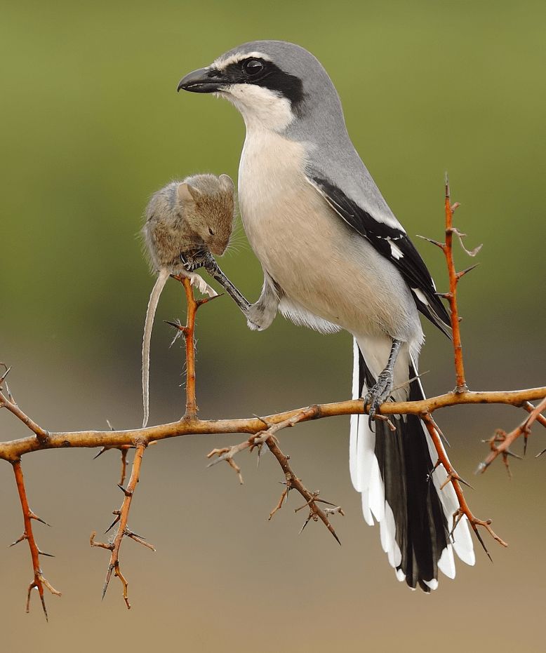 🔥 This cute little birdie is a Shrike. A male will catch small prey and impale them on objects around his territory to attract a female. He gets a mate and she get a buffet.