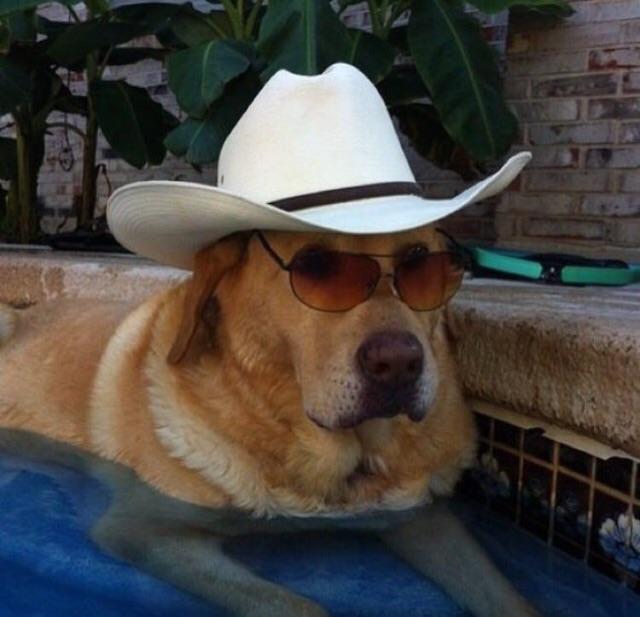 This doggo has style (and a hat)