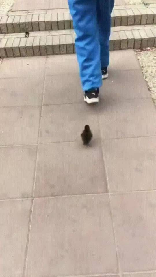 This duck learns how to get up the steps by watching his human friend
