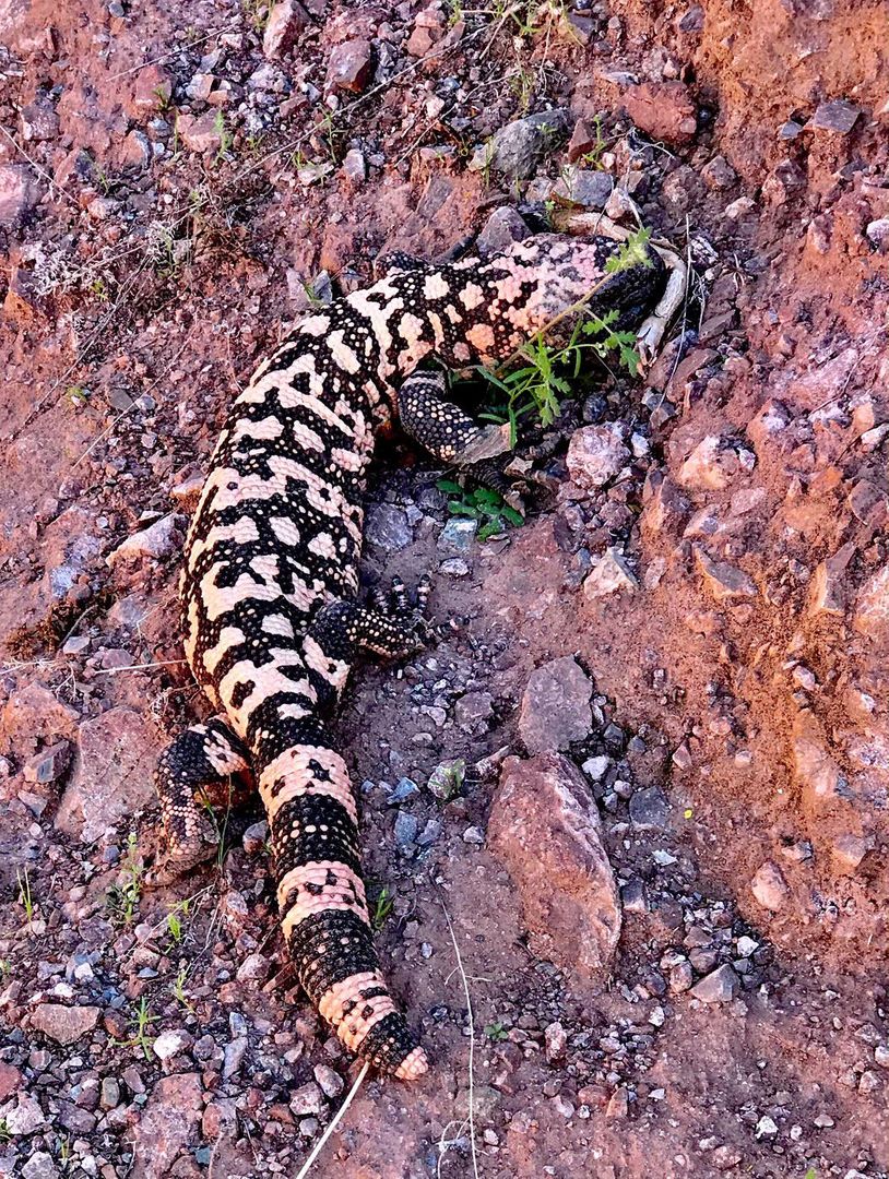 This good looking guy/gal on Camelback Mountain today