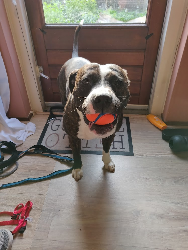 This has to be the cutest picture I have of my doggo. Feel free to share yours. 