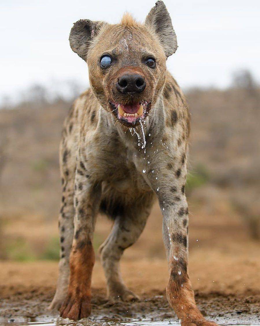 This Hyena.